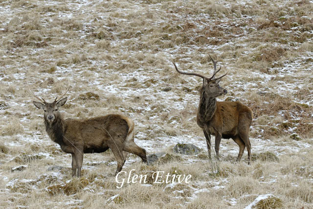 GlenEtive_2