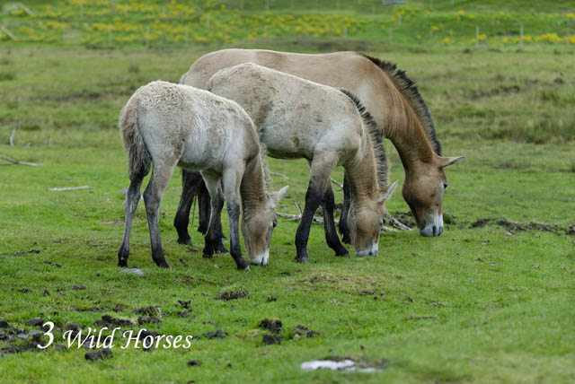 HighlandWildlifePark_1
