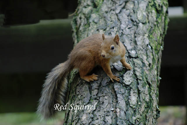 HighlandWildlifePark_2