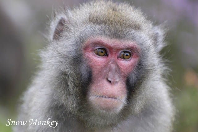 HighlandWildlifePark_3