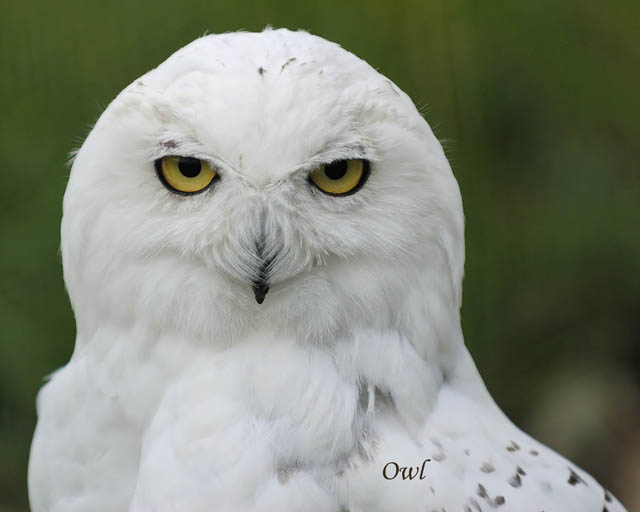 HighlandWildlifePark_4