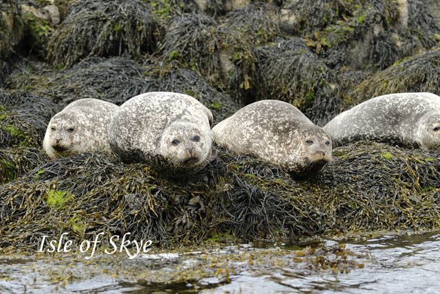 IsleofSkye_12