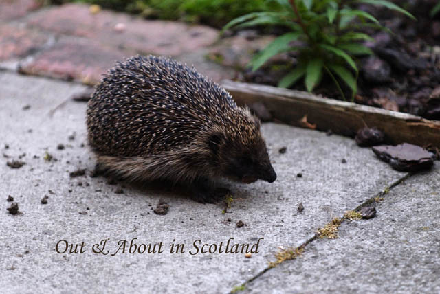 Out&AboutinScotland_11