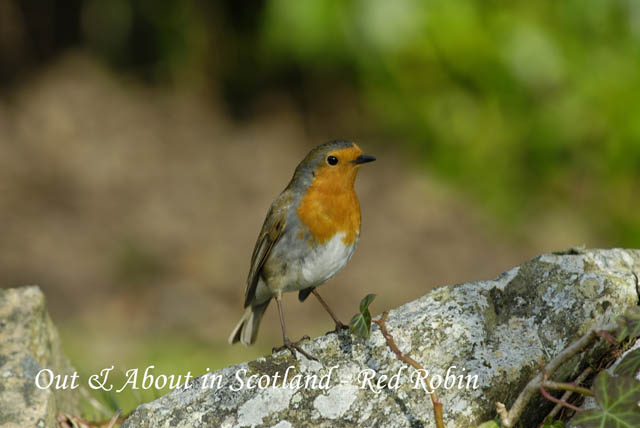 Out&AboutinScotland_18