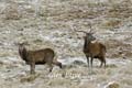 GlenEtive_2
