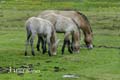 HighlandWildlifePark_1