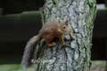 HighlandWildlifePark_2