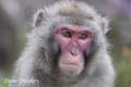 HighlandWildlifePark_3