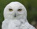HighlandWildlifePark_4