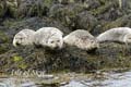 IsleofSkye_12