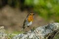Out&AboutinScotland_18