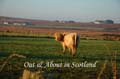 Out&AboutinScotland_32